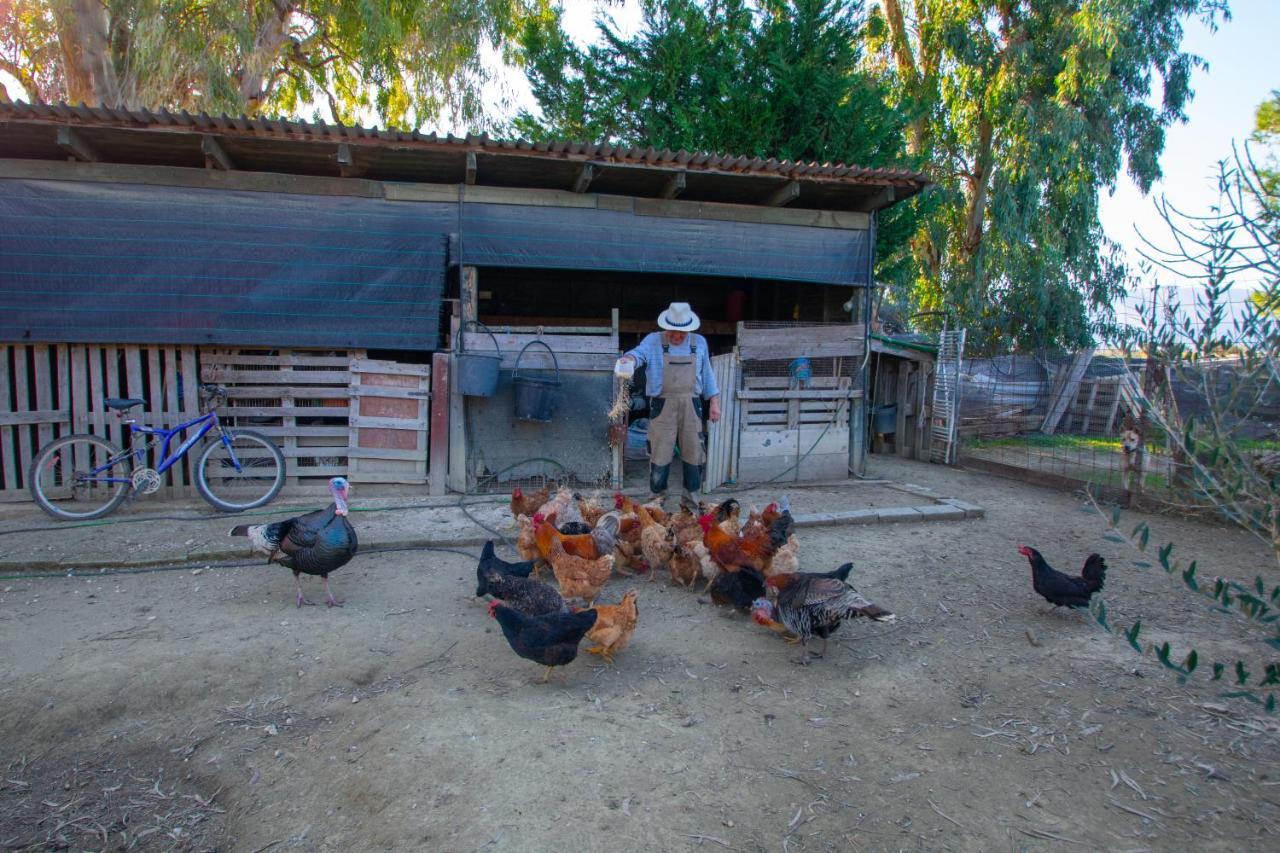 Loukas Farm House Áyios Kírikos 外观 照片